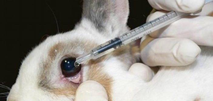 In vivo, in vitro, in silico  the right variation towards stopping  animal testing. - DV8 World News