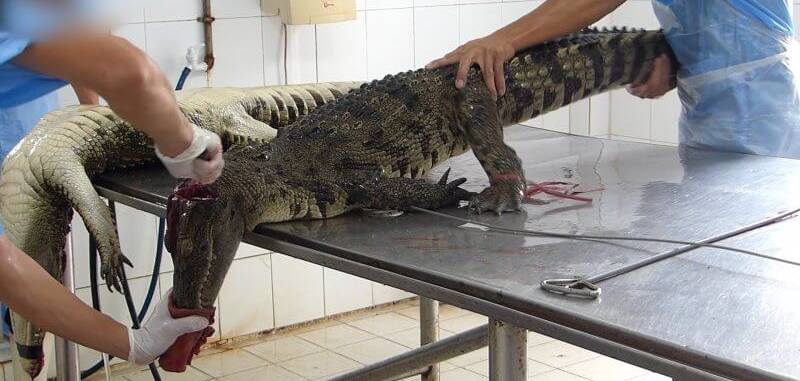 The suffering of crocodiles at leather farms for Hermes bags into